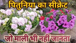 पितुनिया का सिक्रेट जो माली भी नहीं जानता Tips for enormous bloom in Petunia plant [upl. by Dosh]