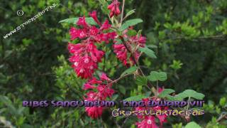 Ribes sanguineum Pursh King Edward VII [upl. by Cardon]