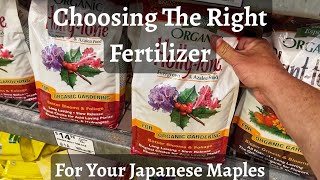 Fertilizing Your Japanese Maples Watch Before You Buy [upl. by Htebaras]