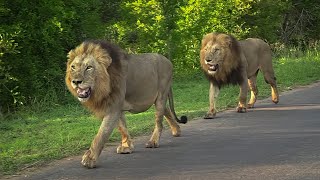 Male Lions RUNNING patrol [upl. by Anairb]