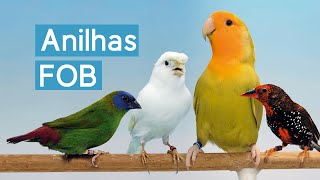 Fábrica de Anilhas FOB  conheça a fabricação de anilhas para aves ornamentais saiba como funciona [upl. by Aleina]