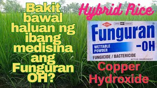 Fungicide Funguran OH PROTECTION SA PALAY PARA SA MGA FUNGUS AT BACTERIA  agrisikap [upl. by Relda]