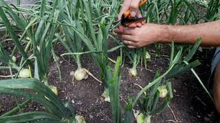 Grow BIG Onions With This One Simple Tip [upl. by Weigle]