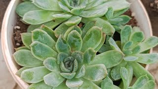 Bol yavrulu elegans sukulentimi ayırdım🫡 aboneol keşfetedüş sukulentbakımı succulent cactus [upl. by Aterg397]