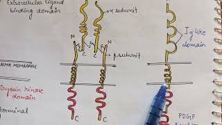 Receptor tyrosine kinase Phosphatase  RTKs serine threonine kinase  ENZYME LINKED RECEPTORS [upl. by Ettinger]