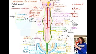 La Neurocantina Configuración externa de médula espinal [upl. by Brown]