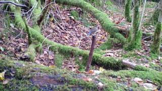 A red flankedbluetail [upl. by Eitsim]