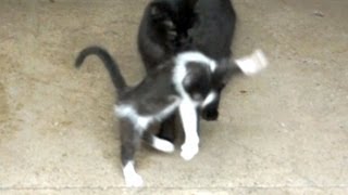 Cat Startles Kitten [upl. by Alaunnoif904]