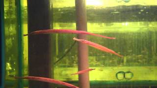 15cm Pipefish Freshwater [upl. by Eesdnil]