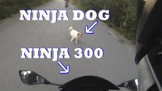 Ninja 300 vs Dog Close Call on Motorcycle [upl. by Meehar]