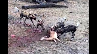 WARNING GRAPHIC Wild dogs kill Impala Exploreorg 31 October 2023 [upl. by Memberg]