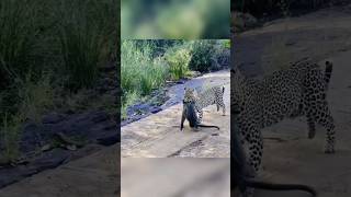 Baboon Vs Leopard😱 shorts [upl. by Eelhsa]