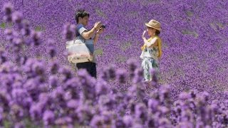 Hokkaido summer flowers  Japan Earths Enchanted Islands Episode 3 Preview  BBC Two [upl. by Orten979]