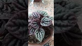 Peperomia Caperata Red RippleRed Crumpled Propagation short [upl. by Leod]