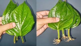 How To Grow Betel leaf Plant From Leaf [upl. by Kwabena638]