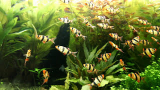 Tetrazona fishs  Tiger Barbs  Barbus de Sumatra  Juwel RIO 300 [upl. by Desireah]