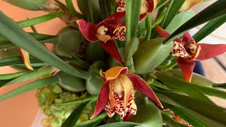 maxillaria содержание Цветение Maxillaria tenuifolia variabilisОрхидеи в доме максиллярия [upl. by Anerbes]