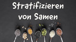 Stratifizieren von Samen [upl. by Eninej]