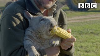 Feeding a farting wombat  BBC [upl. by Annelg]