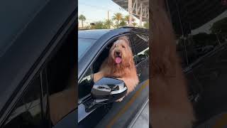 Watch This Funny Dog Honk The Car Horn When The Owner Is In The Store [upl. by Gibbs]