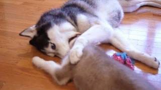 Mishka the Talking Husky Bites A Puppy [upl. by Holms827]