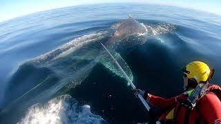 Whale assisted in disentanglement operation  17 June 2020 [upl. by Welton]