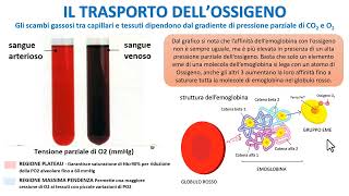 IL TRASPORTO DELLOSSIGENO NEL SANGUE [upl. by Annay]