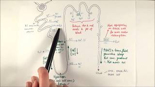 A2 Biology  Selective reabsorption OCR A Chapter 155 [upl. by Dugald615]