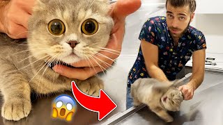 MAD BUT CUTE Scottish Fold Cat Alices Reactions TheVet [upl. by Doroteya]