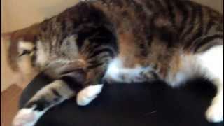 Our cat having some kind of small seizure [upl. by Georgianna]