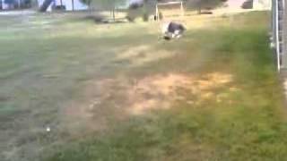 old english sheepdog millie playing frisbeemp4 [upl. by Atnuahs70]