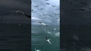 Puffin bird facts 😳 shorts facts youtubeshorts Zeiswor ytshorts [upl. by Priscilla]