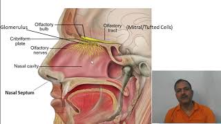 Nose structure and function [upl. by Eidnarb246]