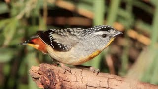 Spotted Pardalote filmed in Tasmania in the wild [upl. by Saoj544]