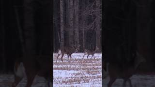 RUTTING BUCK DROPPED in TRACKS with MUZZLELOADER hunting deerhunting outdoors whitetaildeer [upl. by Layla]