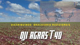 DJI Agras T40 con kit de dispersiòn de Sólidos ‐ DEMOSTRACIÒN con 5 kgha de brachiaria ruziziensis [upl. by Rai]