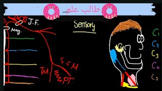 cervical plexus شرح اعصاب الرقبة [upl. by Adeehsar]