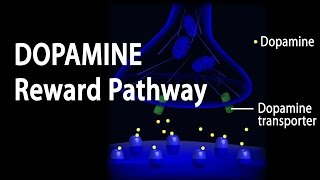 Neuroscience Basics Dopamine Reward Pathway Animation [upl. by Jewel]