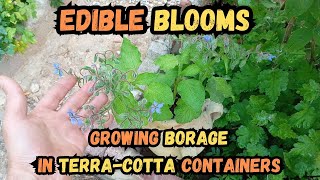 Edible Blooms Growing Borage in TerraCotta Containers🍃borage gardening containergardening herb [upl. by Jauch]