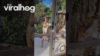 Clever Boxer Dog Opens Door  ViralHog [upl. by Idnek821]