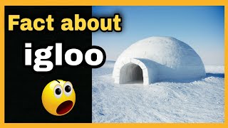 Amazing facts about igloo 😍  FactTechz  shorts [upl. by Faunia547]