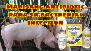 Ano ang mabisang antibiotic para sa mga alagang patabaing baboy  Ryan Patenio [upl. by Ivets296]