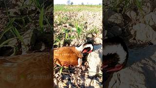 tatiri birds beautiful birds Red wattled lapwing bird [upl. by Radborne]