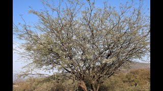 Arboles de Mesquite Plantas y Arboles del Cerro [upl. by Herbert]