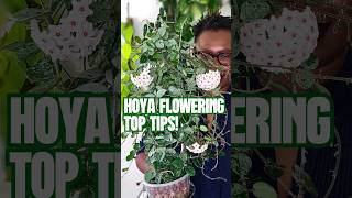 How I Get My Hoyas to Flower hoyaplants hoyas [upl. by Woodrow]