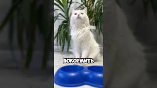 Настоящий квадробобер у меня дома 🙀 cat котки кот мем котик животные питомцы квадроберы [upl. by Francisco]