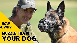 Top 8 Best Dog Muzzles Choose For You [upl. by Groscr]