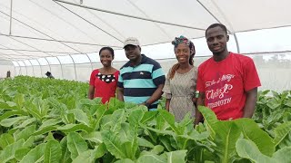 THE NIGERIA SOILLESS FARMING STORY PART 1 [upl. by Tirzah]