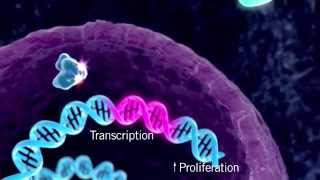 The HER Signaling Pathway [upl. by Abrahamsen]