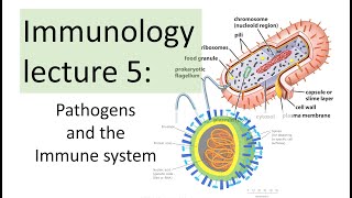 Immunology Lecture 5  Pathogens and the immune response [upl. by Melburn]